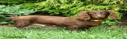 Miniature Dachshund dogs for sale: Darius - Ad 6