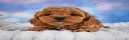 Cavapoo dogs for sale: Angel - Ad 10