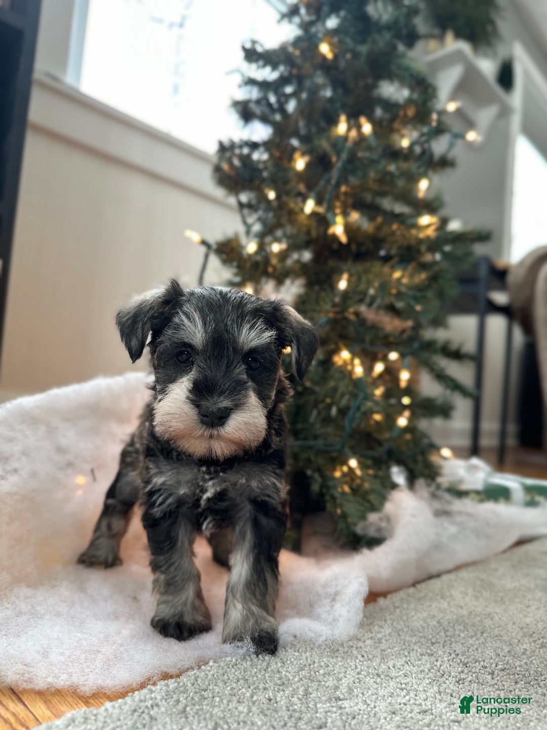 Miniature Schnauzer dogs for sale: Bandit - Ad 12