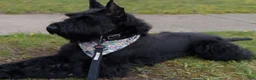 Giant Schnauzer dogs for sale: Ink - Ad 3