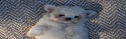 Maltese dogs for sale: Olaf - Ad 14