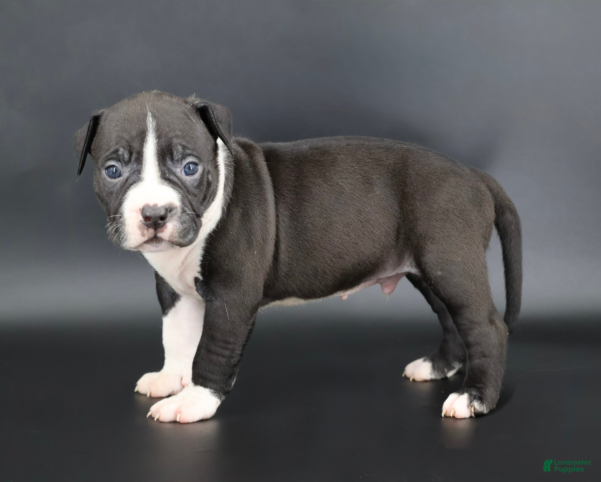 American Bully dogs Valentino - Ad 3
