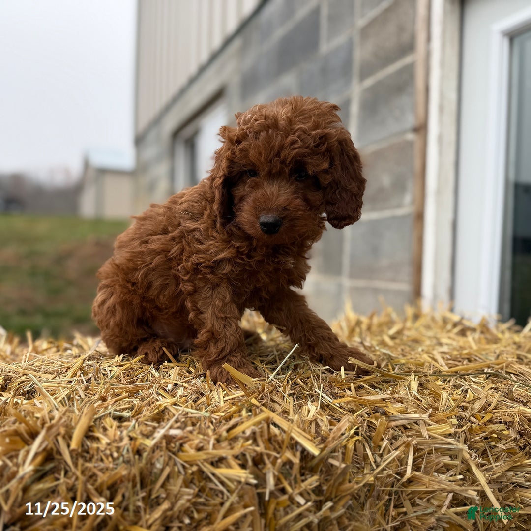 Irish Doodle dogs for sale: Frosty - Ad 3