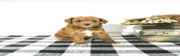 Toy Poodle dogs for sale: Silas - Ad 4