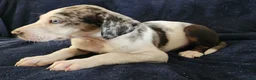 Catahoula Leopard Dog dogs for sale: Gabby F2025 M1 - Ad 5