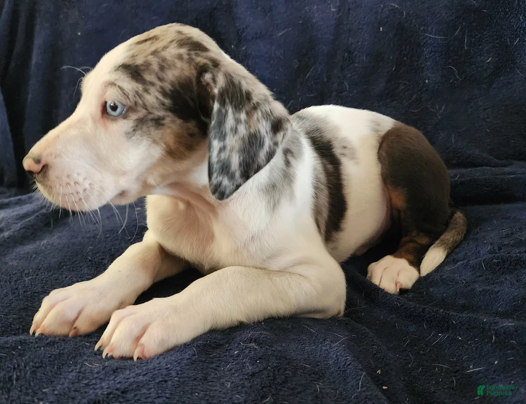 Catahoula Leopard Dog dogs for sale: Gabby F2025 M1 - Ad 5