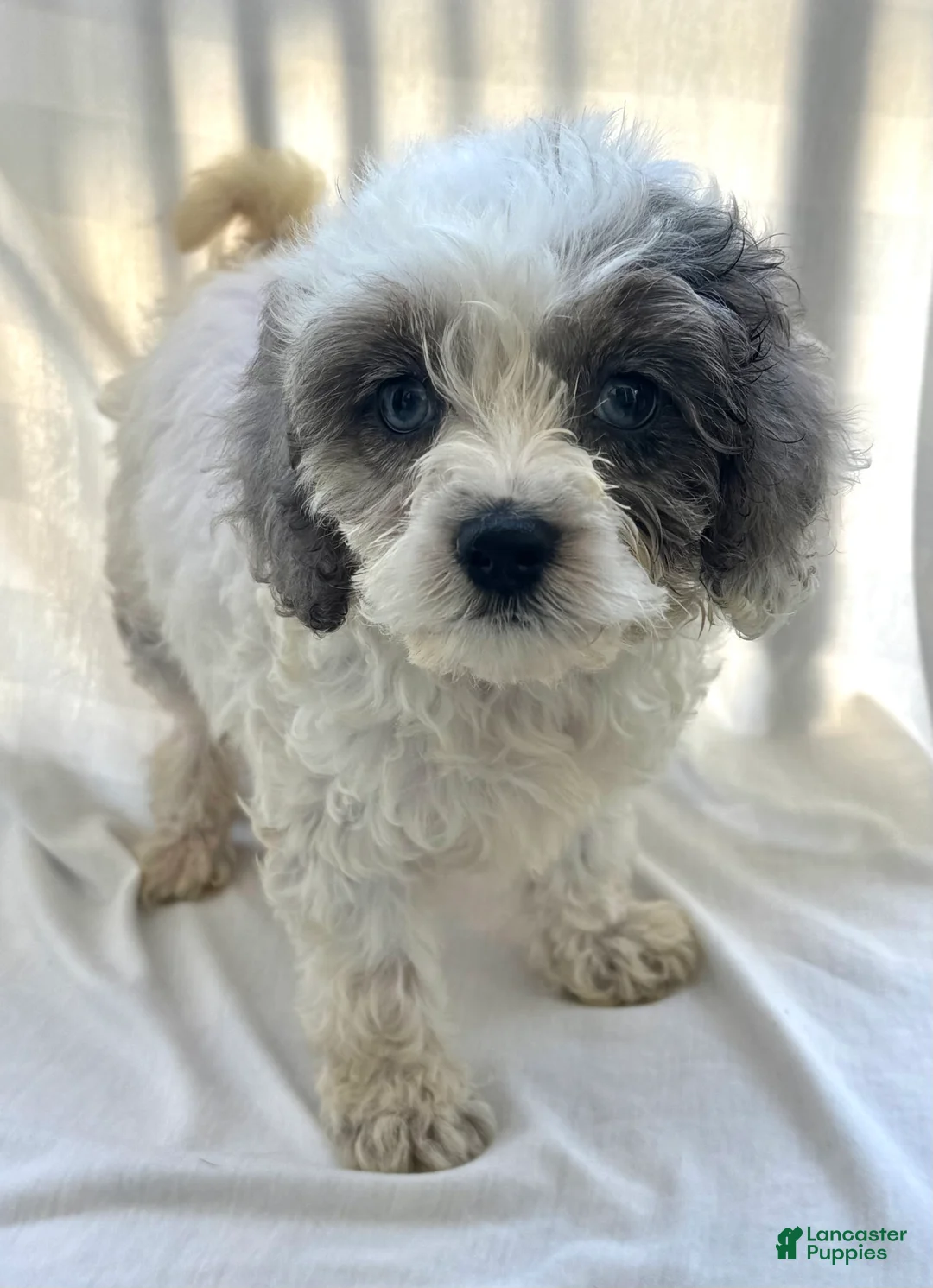 Cockapoo dogs for sale: Porchia  - Ad 2