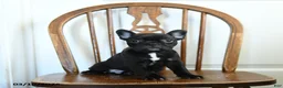 Frenchton dogs for sale: Rogue - Ad 2