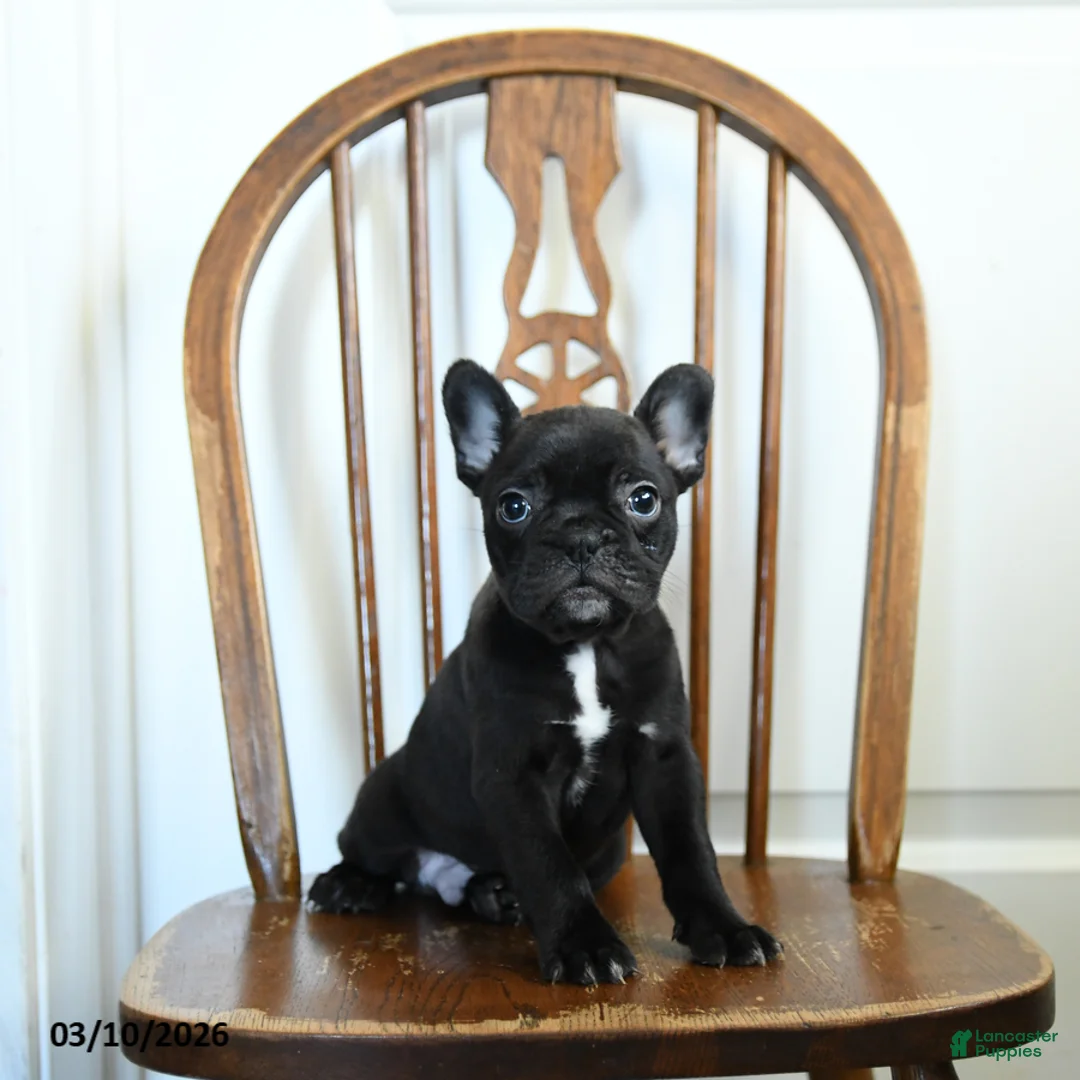 Frenchton dogs for sale: Rogue - Ad 2