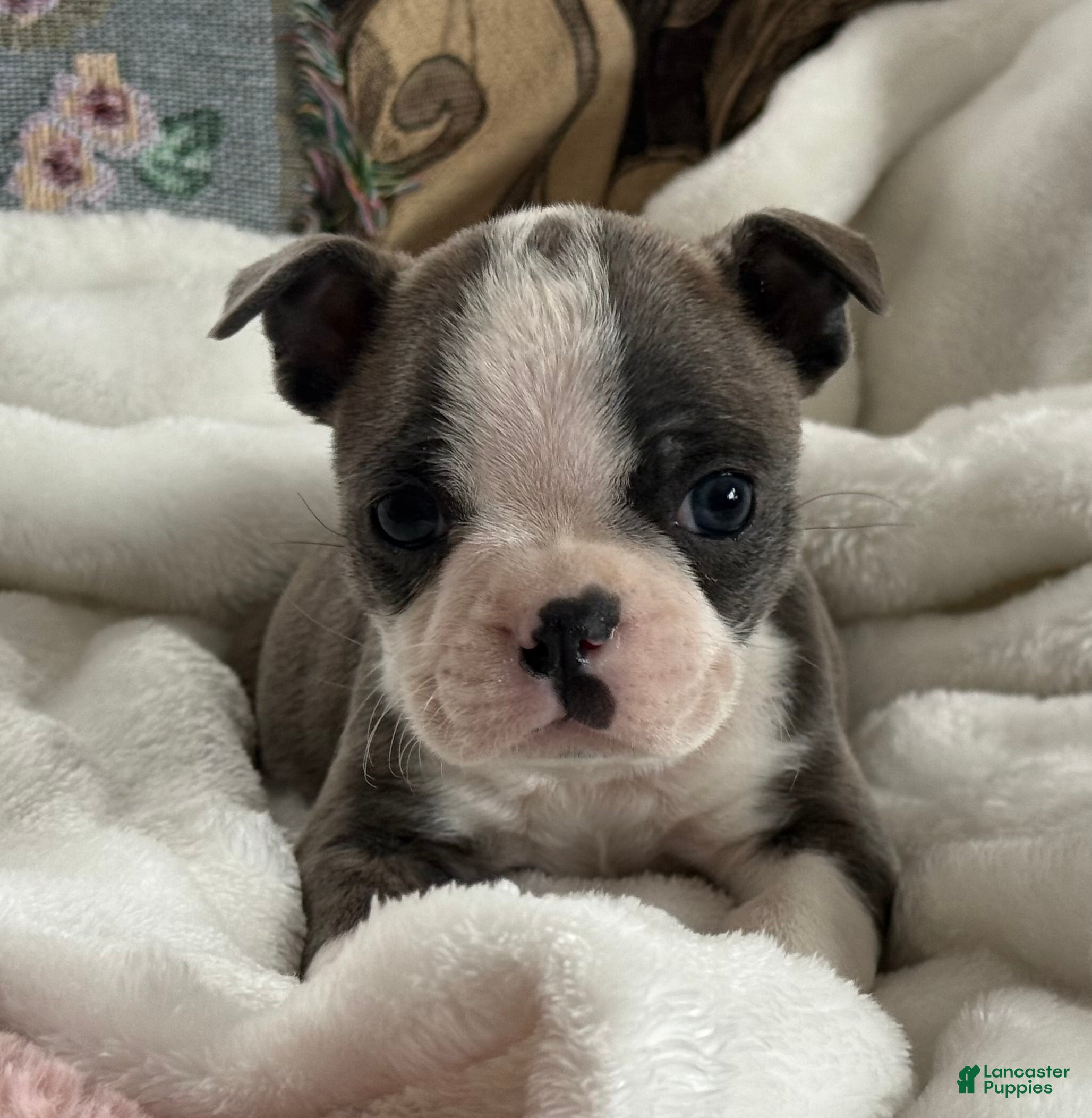 Boston Terrier dogs Sawyer - Ad 14