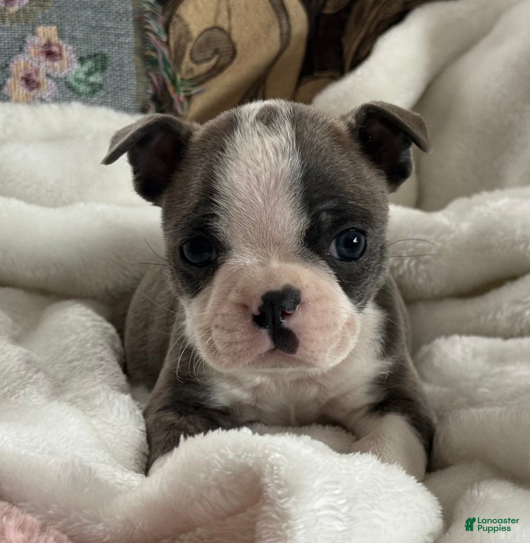 Boston Terrier dogs for sale: Sawyer - Ad 1