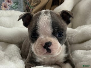 Boston Terrier dogs Sawyer - Ad 14