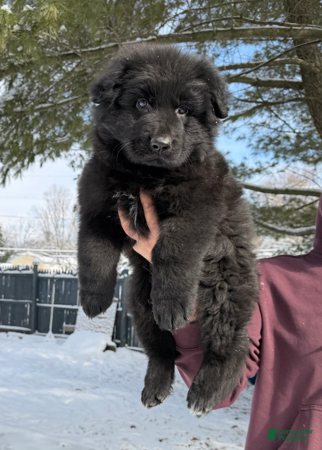 German Shepherd dogs for sale: Draco - Ad 2