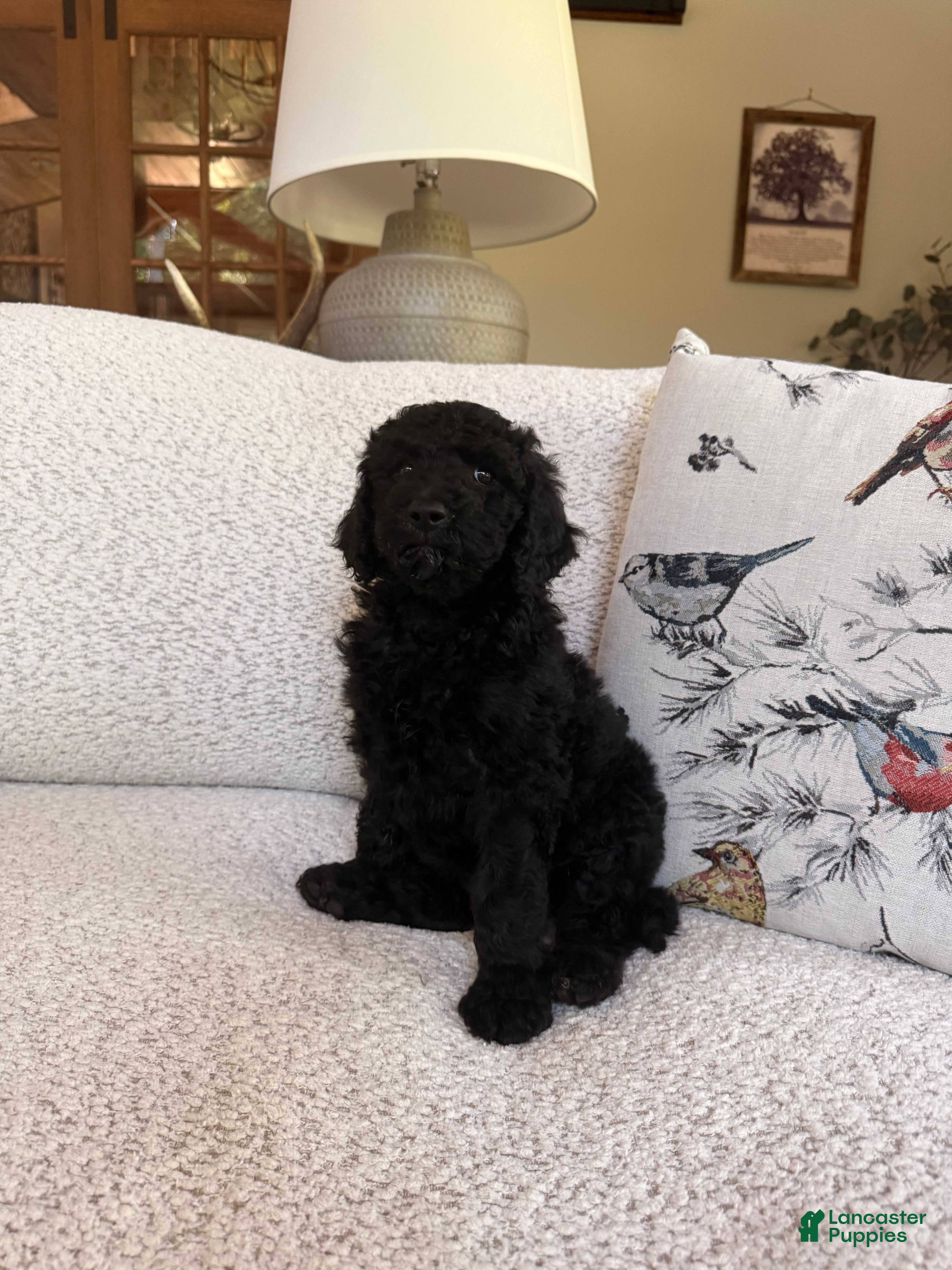 Standard Poodle dogs for sale: Standard Poodle 2 - Ad 2