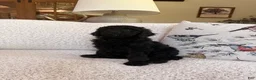 Standard Poodle dogs for sale: Standard Poodle 2 - Ad 1