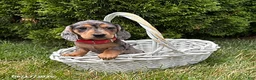Dachshund dogs for sale: Sophie - Ad 3