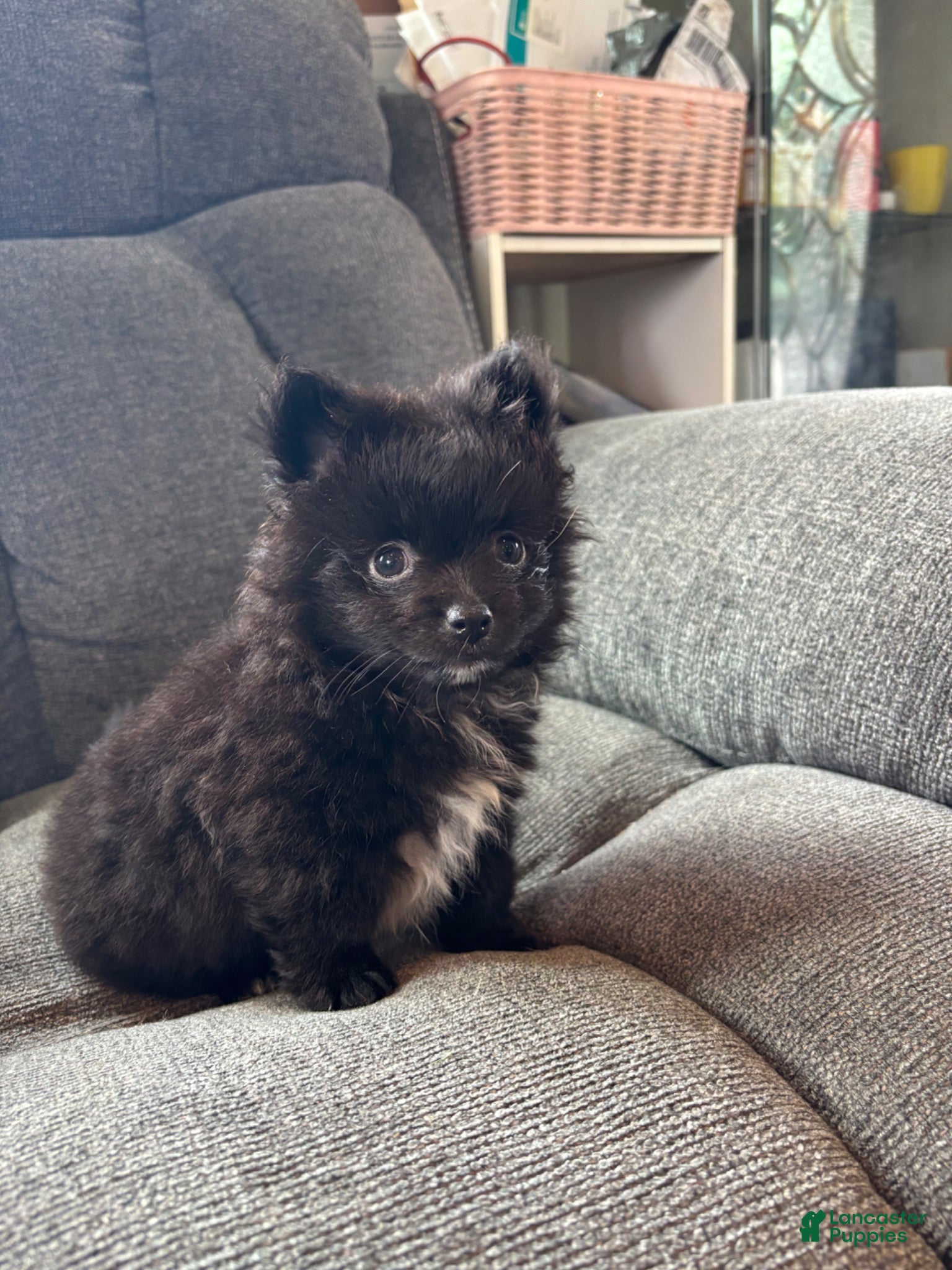 Pomeranian dogs Daryl - Ad 3
