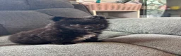 Pomeranian dogs for sale: Daryl - Ad 1