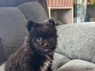 Pomeranian dogs Daryl - Ad 3