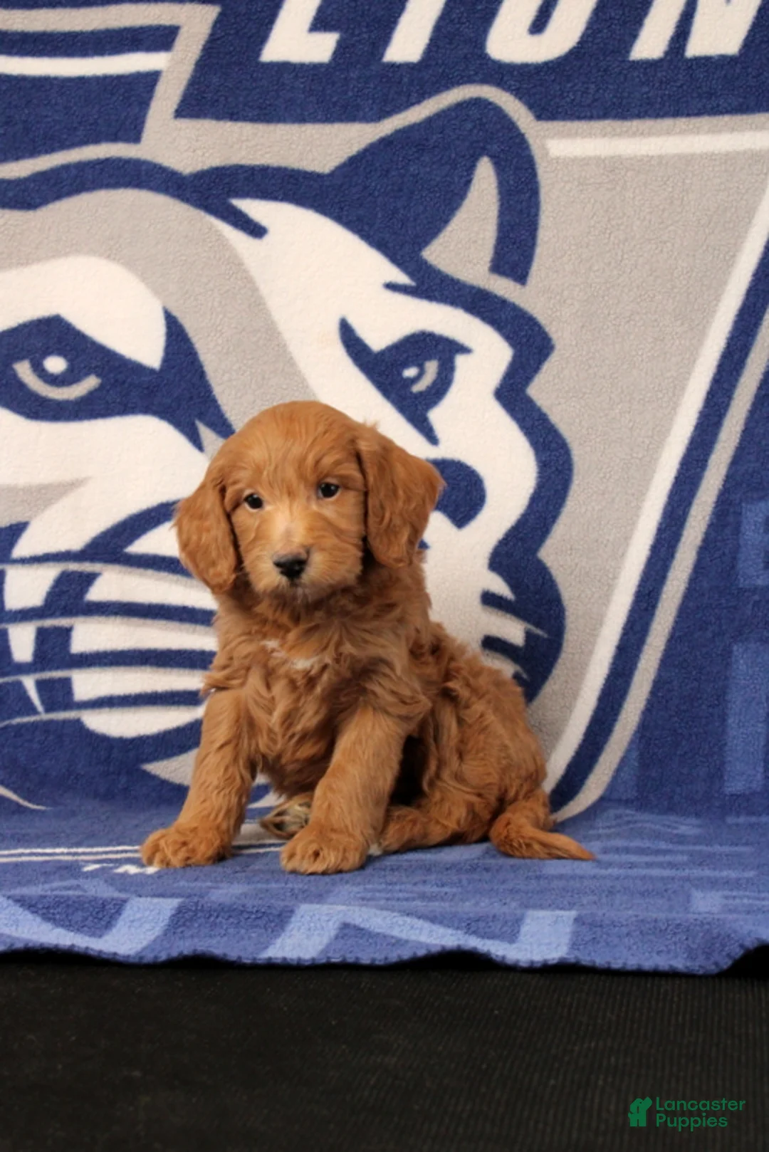 Mini Goldendoodle dogs for sale: Ervan - Ad 4