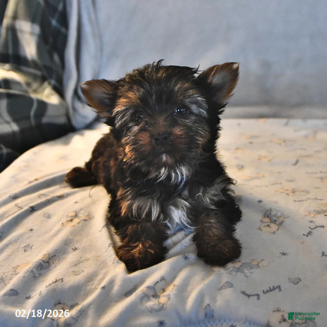 Yorkshire Terrier dogs for sale: Paisley Teacup - Ad 3