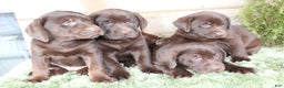 Labrador Retriever dogs for sale: Brownie  - Ad 7