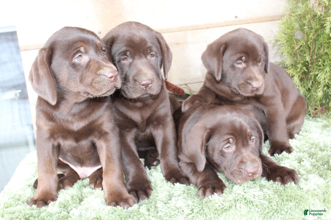 Labrador Retriever dogs for sale: Brownie  - Ad 7