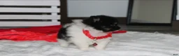Pomeranian dogs for sale: Ziggy - Ad 4