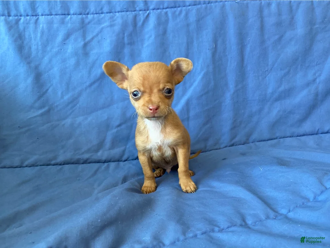 Chihuahua dogs for sale: Finn - Ad 6