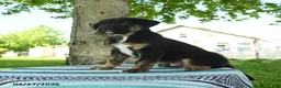 Mixed Breed dogs for sale: Baxter - Ad 2