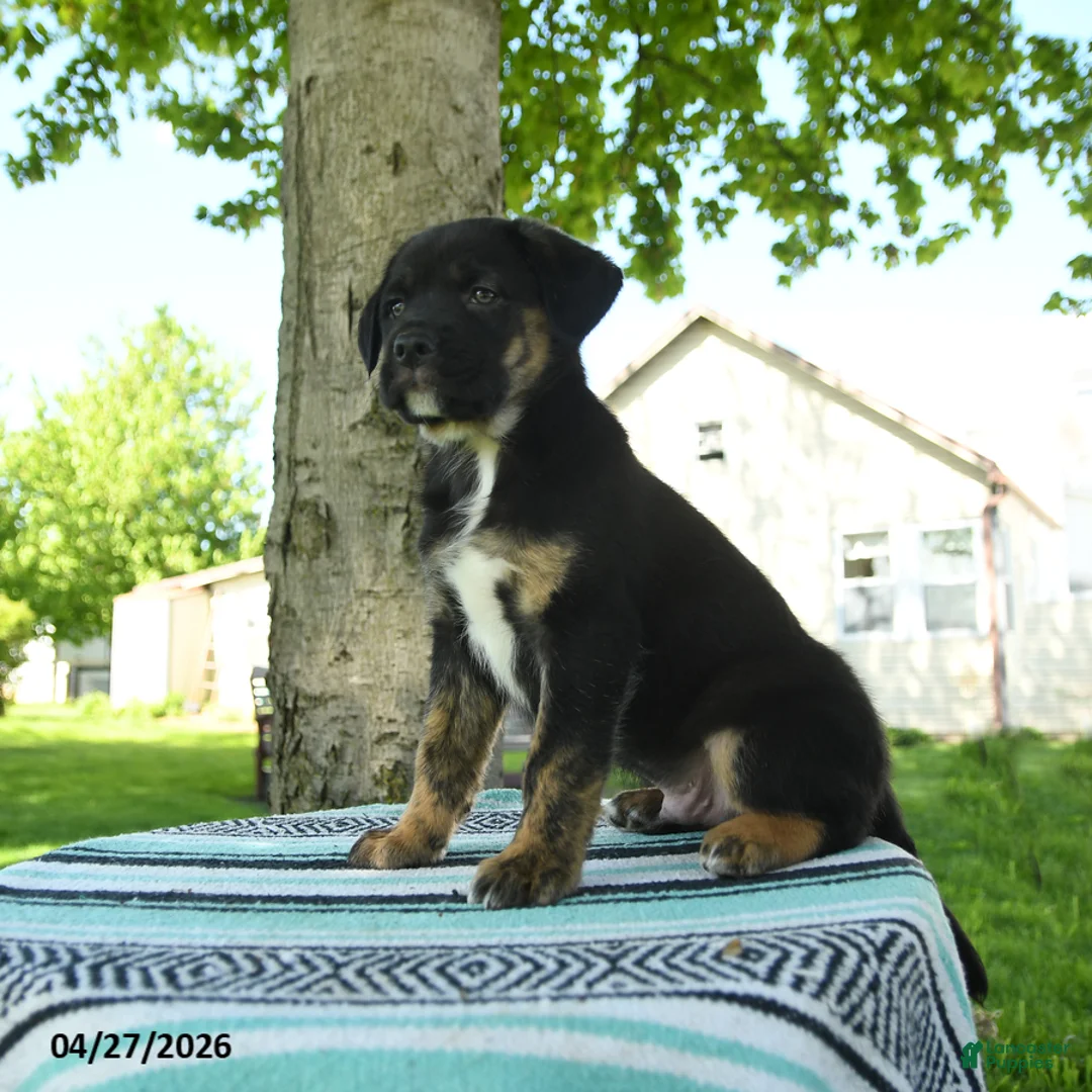 Mixed Breed dogs for sale: Baxter - Ad 2