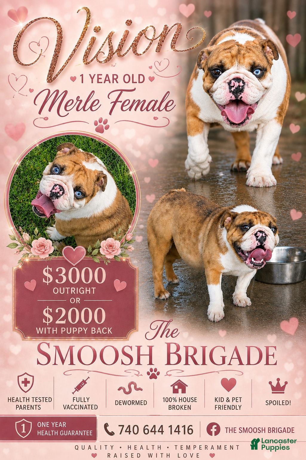 English Bulldog dogs English Bulldog 1 - Ad 2