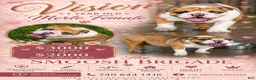 English Bulldog dogs for sale: English Bulldog 1 - Ad 2
