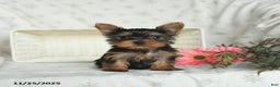 Yorkshire Terrier dogs for sale: Biscuit - Ad 3