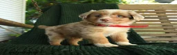 Miniature Australian Shepherd dogs for sale: Birch - Ad 4
