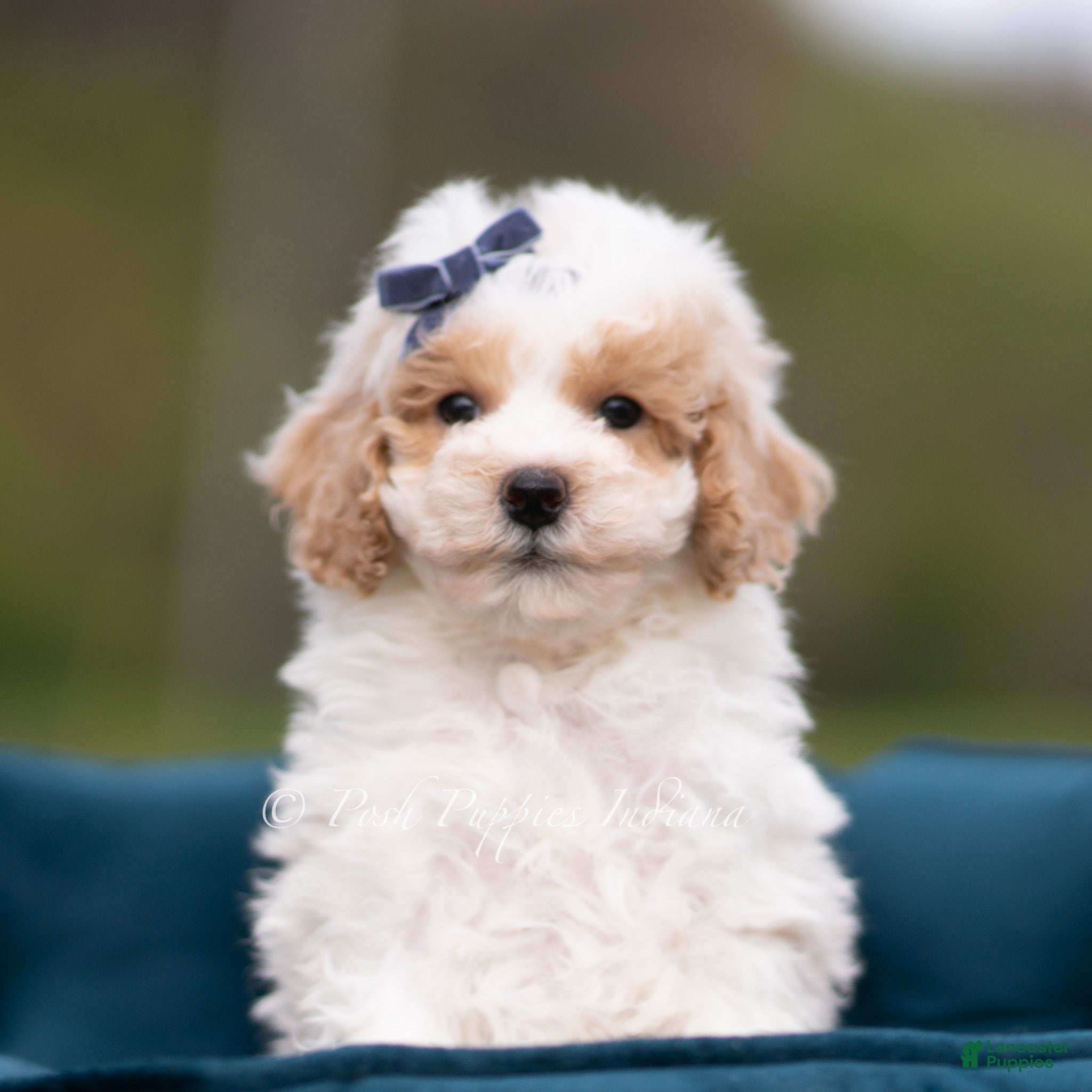 Maltipoo dogs Marley - Ad 30