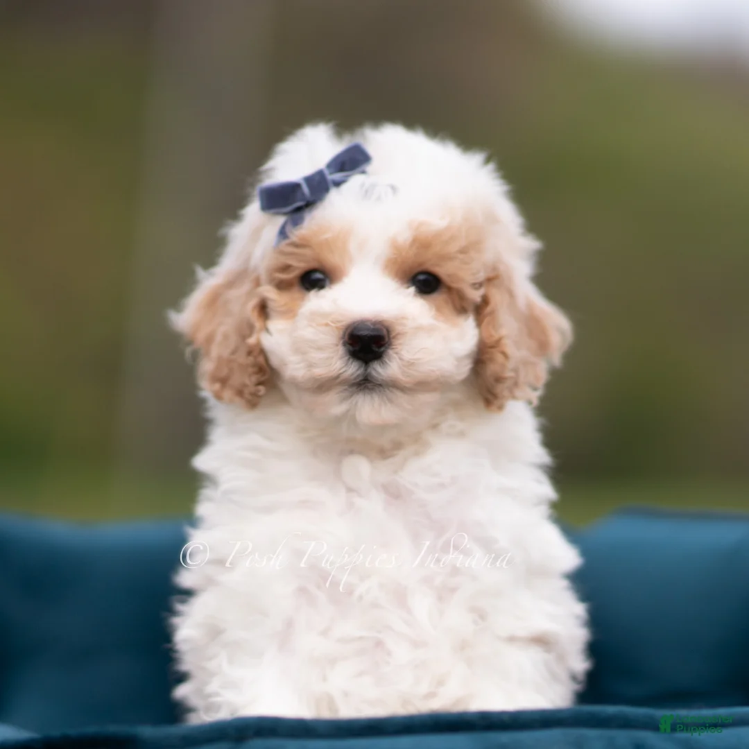 Maltipoo dogs for sale: Marley - Ad 1