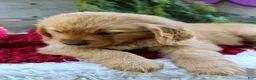 Golden Retriever dogs for sale: Amber - Ad 2