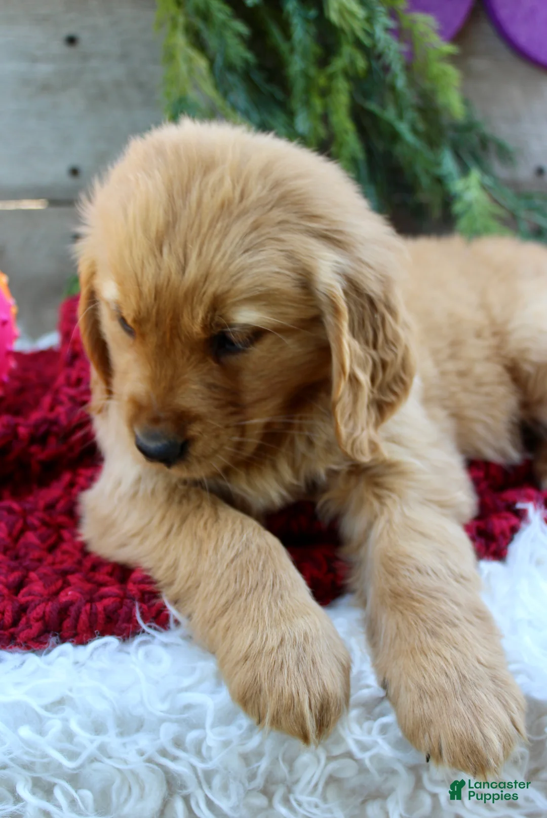 Golden Retriever dogs for sale: Amber - Ad 2