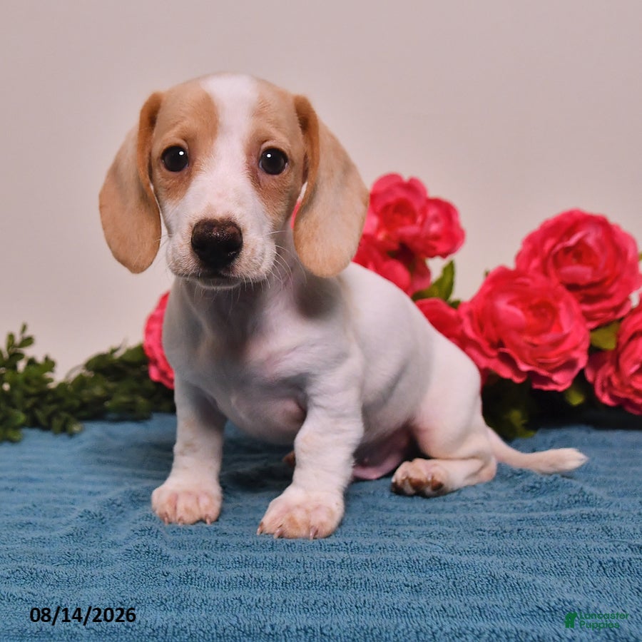 Miniature Dachshund dogs Cole  - Ad 2