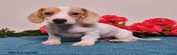 Miniature Dachshund dogs for sale: Cole  - Ad 2