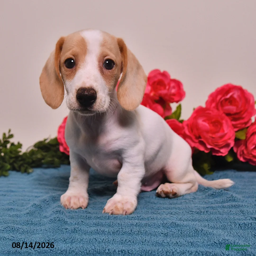 Miniature Dachshund dogs for sale: Cole  - Ad 2