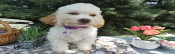 Teddy Bear dogs for sale: Teddy Bear 7 Tess - Ad 2