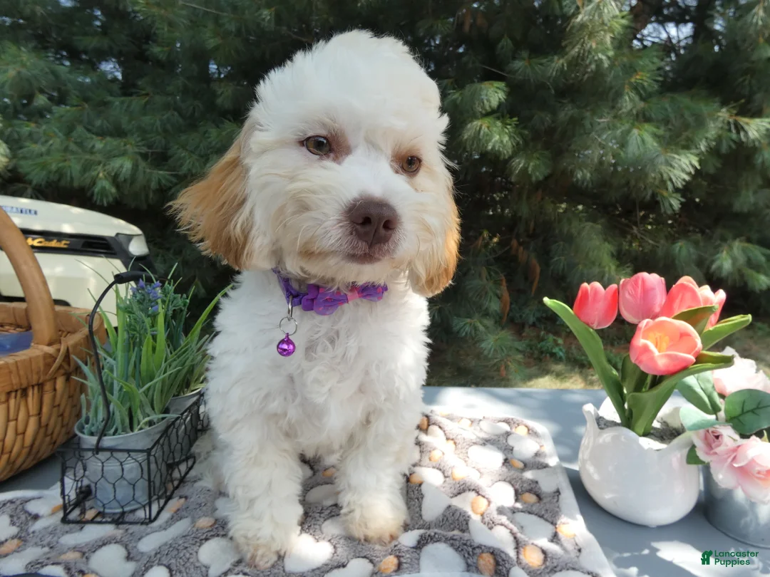 Teddy Bear dogs for sale: Teddy Bear 7 Tess - Ad 2