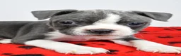 Boston Terrier dogs for sale: Callie - Ad 11