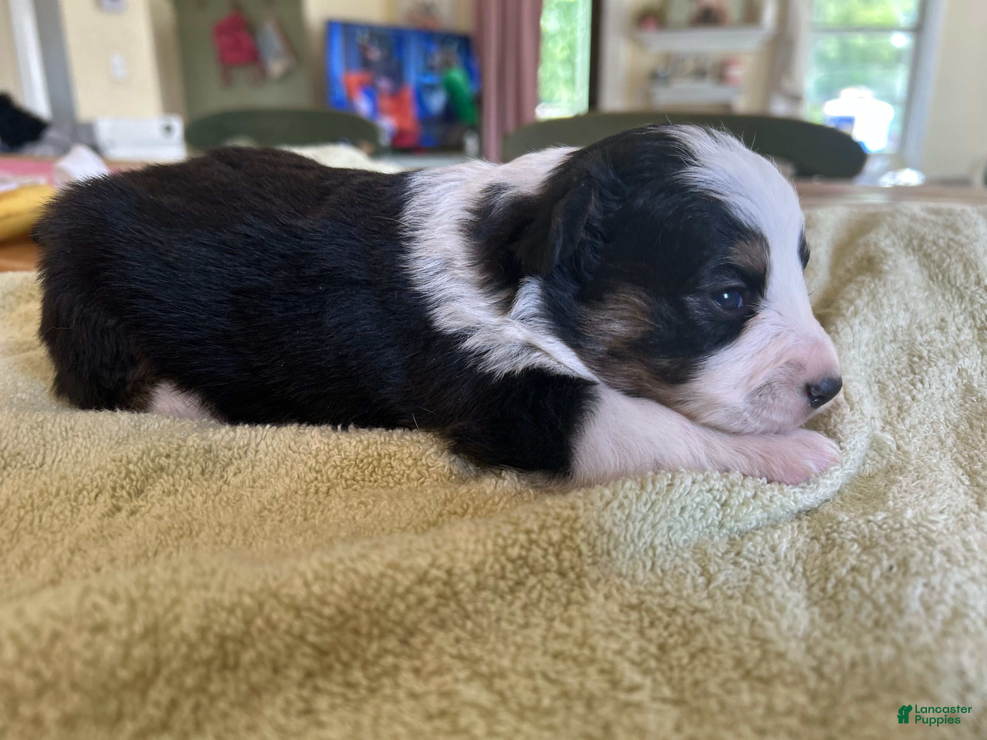 Mixed Breed dogs Max - Ad 2