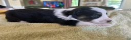 Mixed Breed dogs for sale: Max - Ad 2
