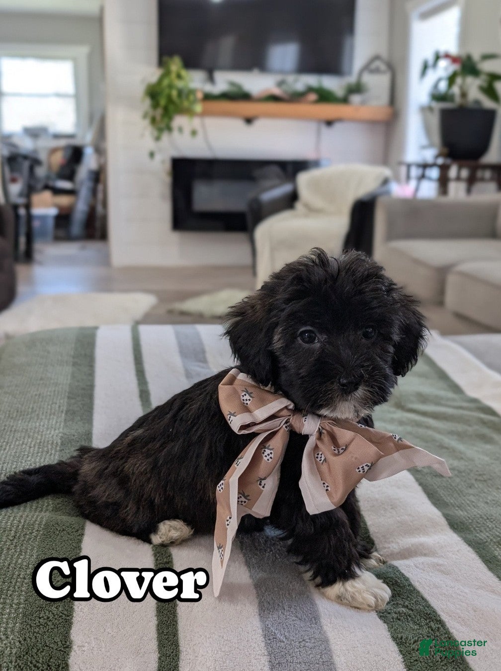 Havapoo dogs Clover - Ad 1