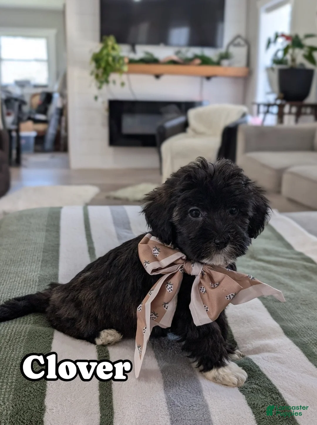 Havapoo dogs for sale: Clover - Ad 1