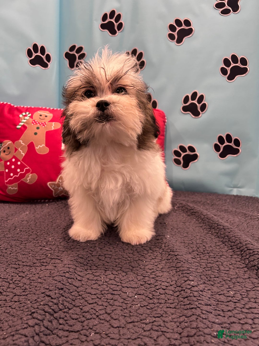 Teddy Bear dogs for sale: Royal  - Ad 8